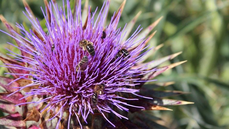 1 - Detail from the Laudato sí garden of the Fahr Monastery